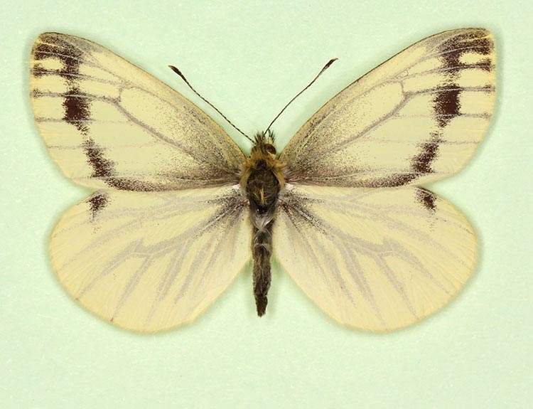 Pieris napi female (aberrant form continua 4) (Internet Image property of respective owner, non-commercial use only)
